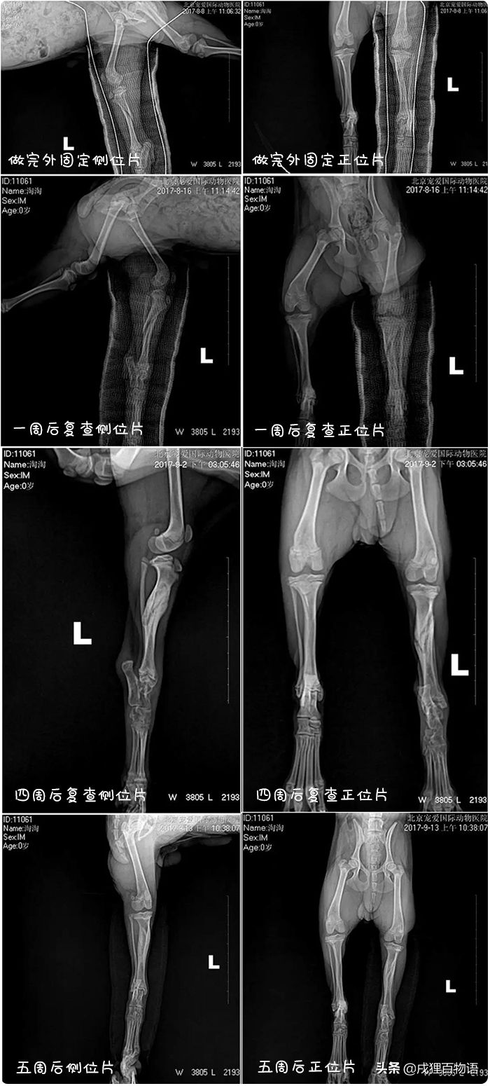 狗狗骨折了怎么办？看完这篇你就知道了