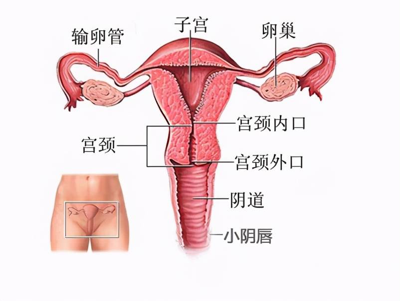 子宫切除后还能正常同房吗？对身体有什么影响？医生告诉你真相