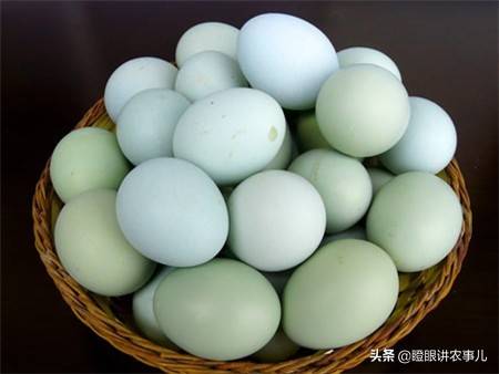 各种蛋蛋的孵化时间