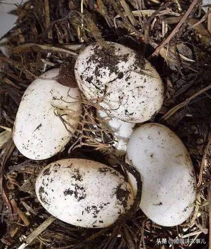 各种蛋蛋的孵化时间