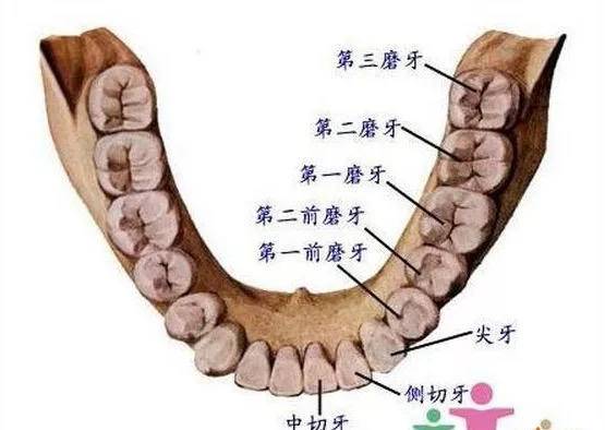 智齿真的得拔掉吗？拔智齿前你必须知道的4件事，牙医的真心总结