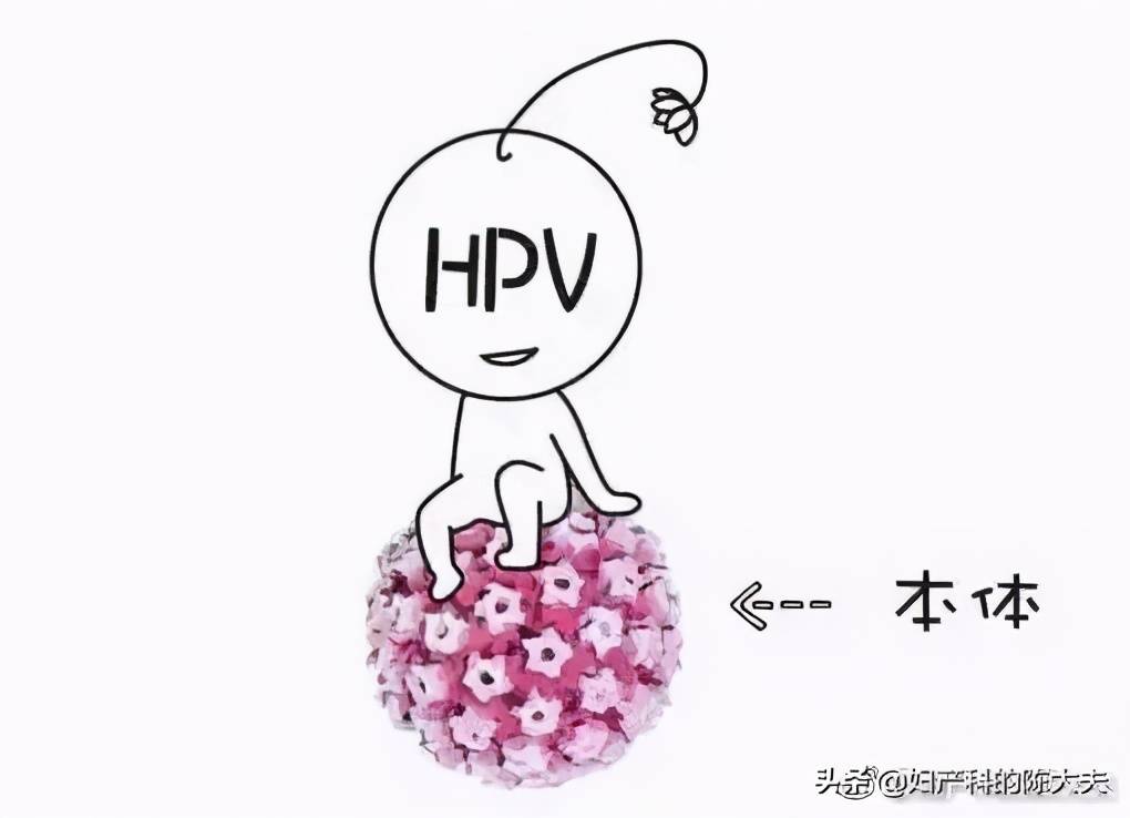 「今日陈大夫营业之」关于HPV感染的复查时间，我有话要说