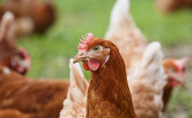 养鸡技术｜种鸡群换羽恢复期的管理及配比