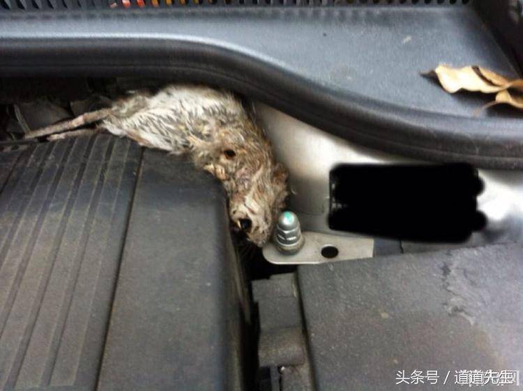 崩溃了！发动机舱居然有只腐烂的大老鼠