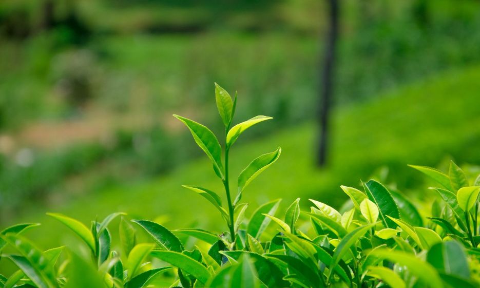 绿茶放了10年，还能喝吗？绿茶的最佳饮用期，到底是多长时间？