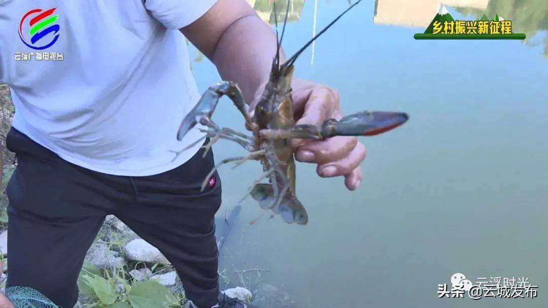 云城云贡村民养起了澳洲淡水龙虾，想试下吗？