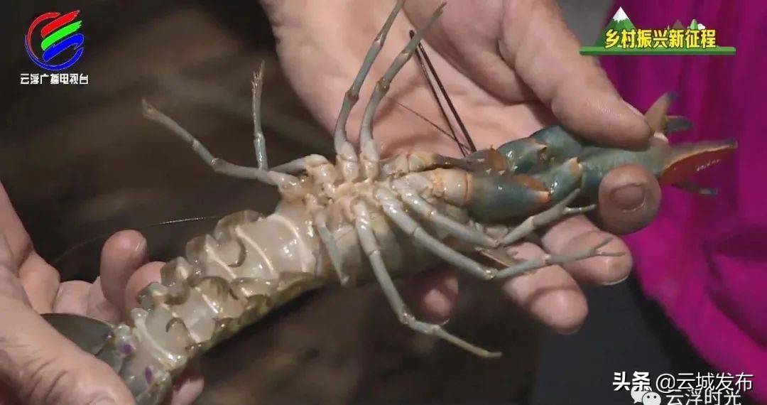 云城云贡村民养起了澳洲淡水龙虾，想试下吗？