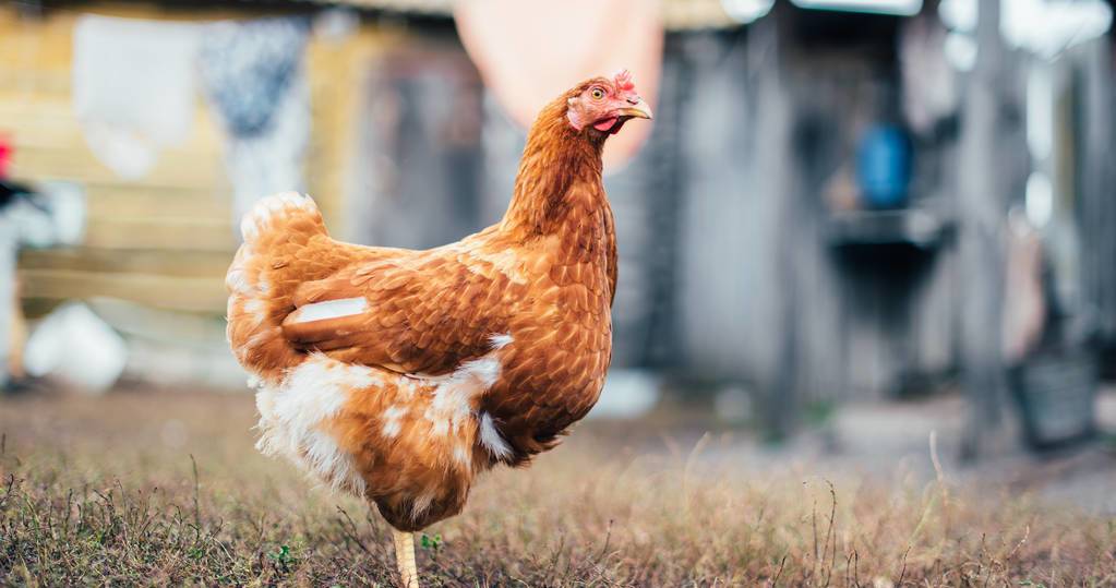 养鸡技术｜种鸡群换羽恢复期的管理及配比