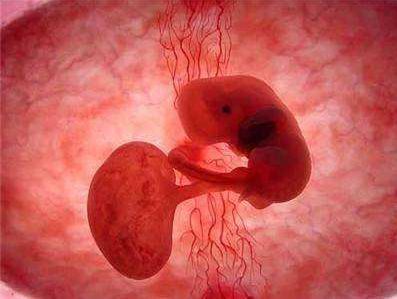 怀孕50多天没胎心胎芽，胎儿是不在了吗？孕囊、胎心、胎芽的秘密
