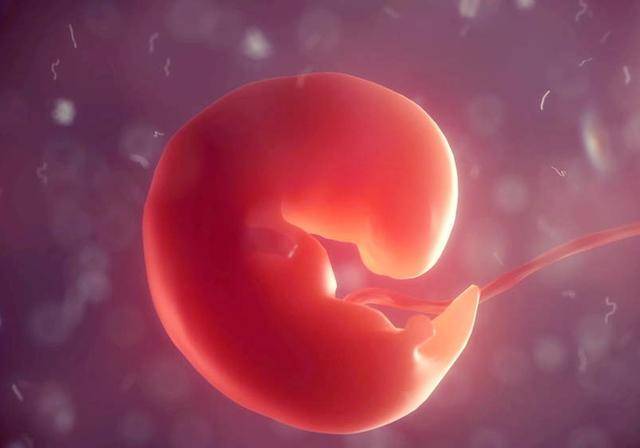 怀孕50多天没胎心胎芽，胎儿是不在了吗？孕囊、胎心、胎芽的秘密
