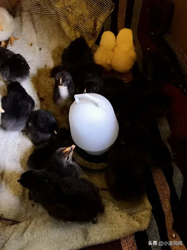 农村小伙自己孵化小鸡，刚出生4天就进去保温箱！