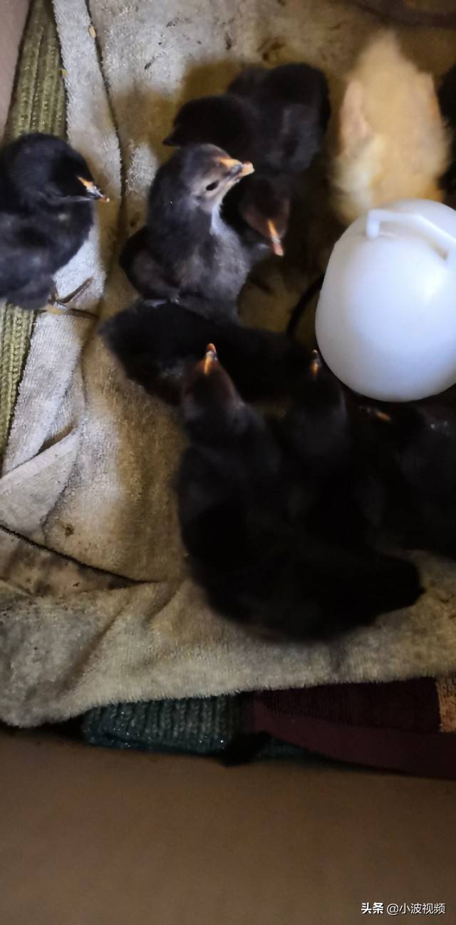 农村小伙自己孵化小鸡，刚出生4天就进去保温箱！