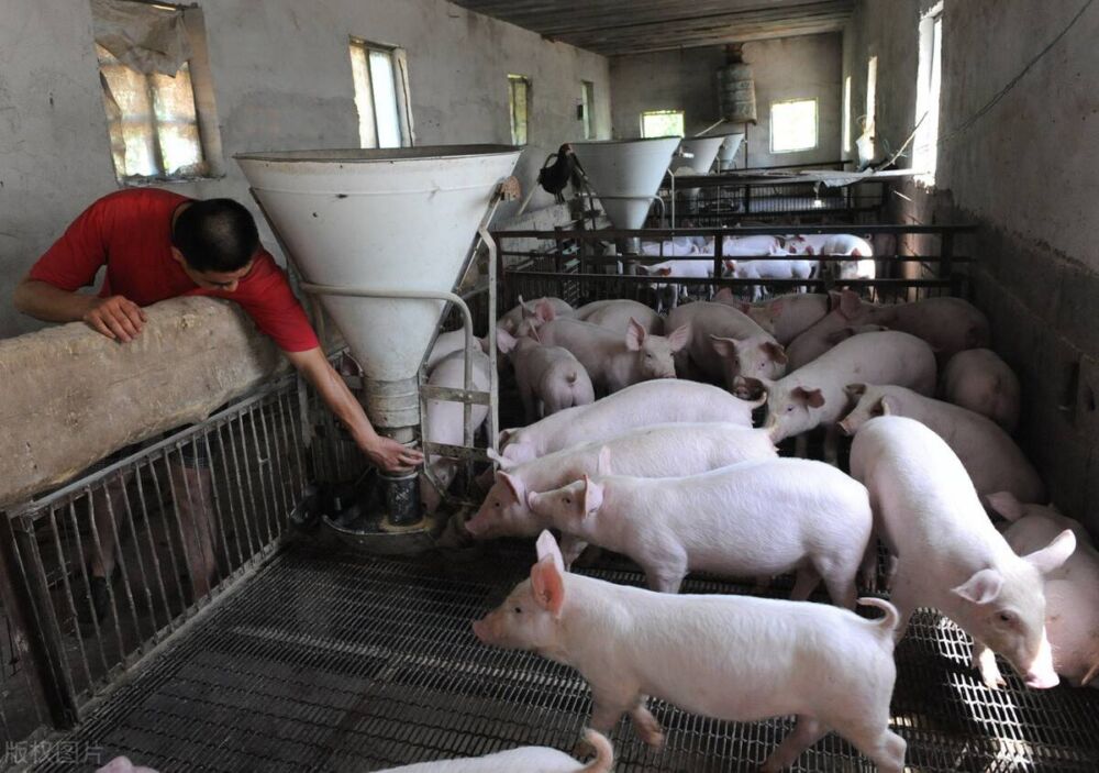 进口美国猪肉一斤6-7元，美国不赔钱吗？养猪成本为何如此低？
