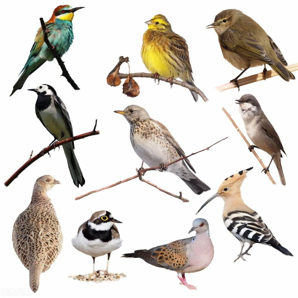 会说话的鹦鹉，除了特殊的唱歌系统部位，更是自然选择的结果
