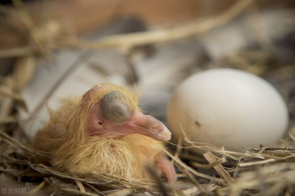 鸽子多少天下蛋，与鸽子是否完全成熟，体质情况有关