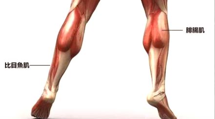 为什么有氧运动后，小腿变粗了？导致小腿粗的几个原因