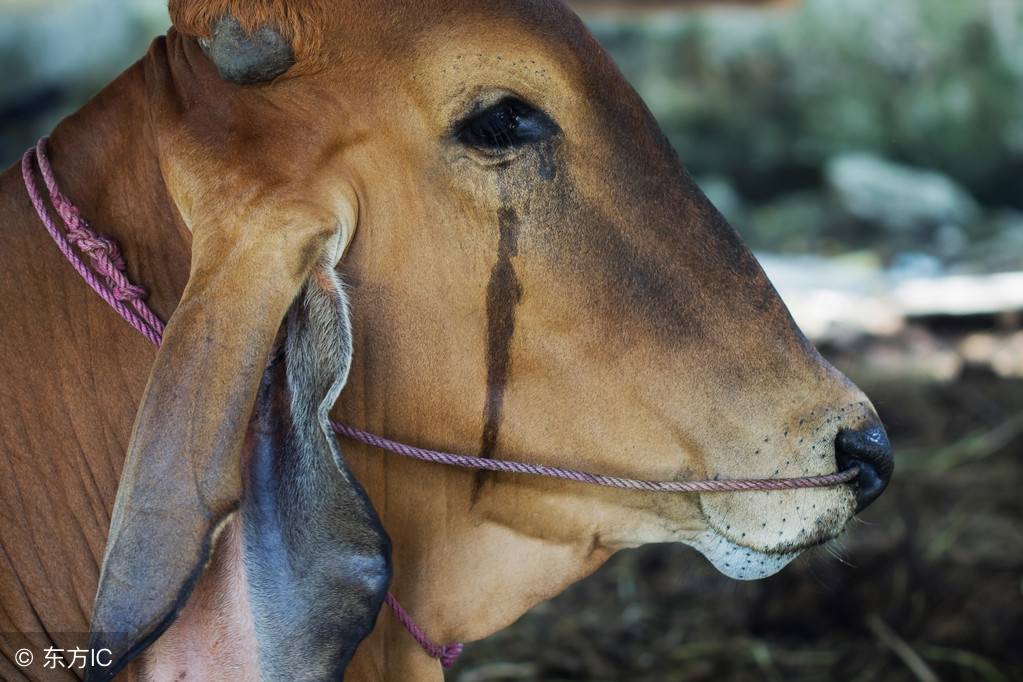 看哭了！农村杀牛的时候牛为什么会下跪流眼泪？