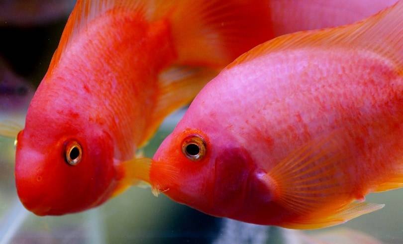 鹦鹉鱼身上发白是什么原因，鹦鹉鱼怎么养最红