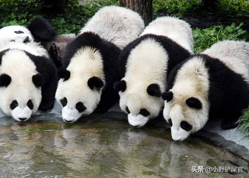 为什么大熊猫是国宝？何时才能成为可以家养的宠物？保护它们吧