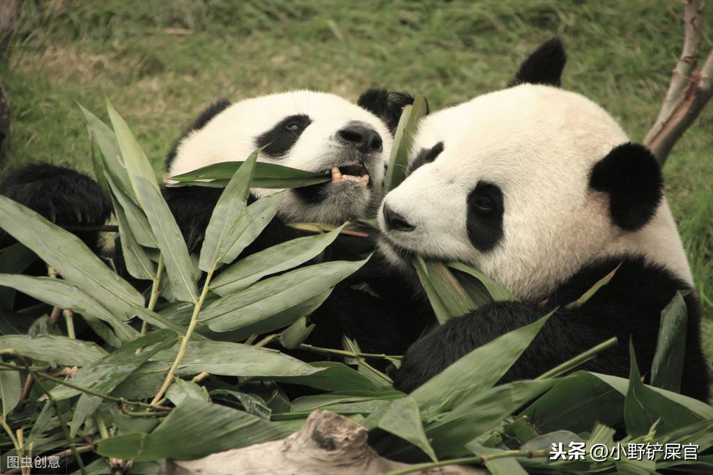 为什么大熊猫是国宝？何时才能成为可以家养的宠物？保护它们吧