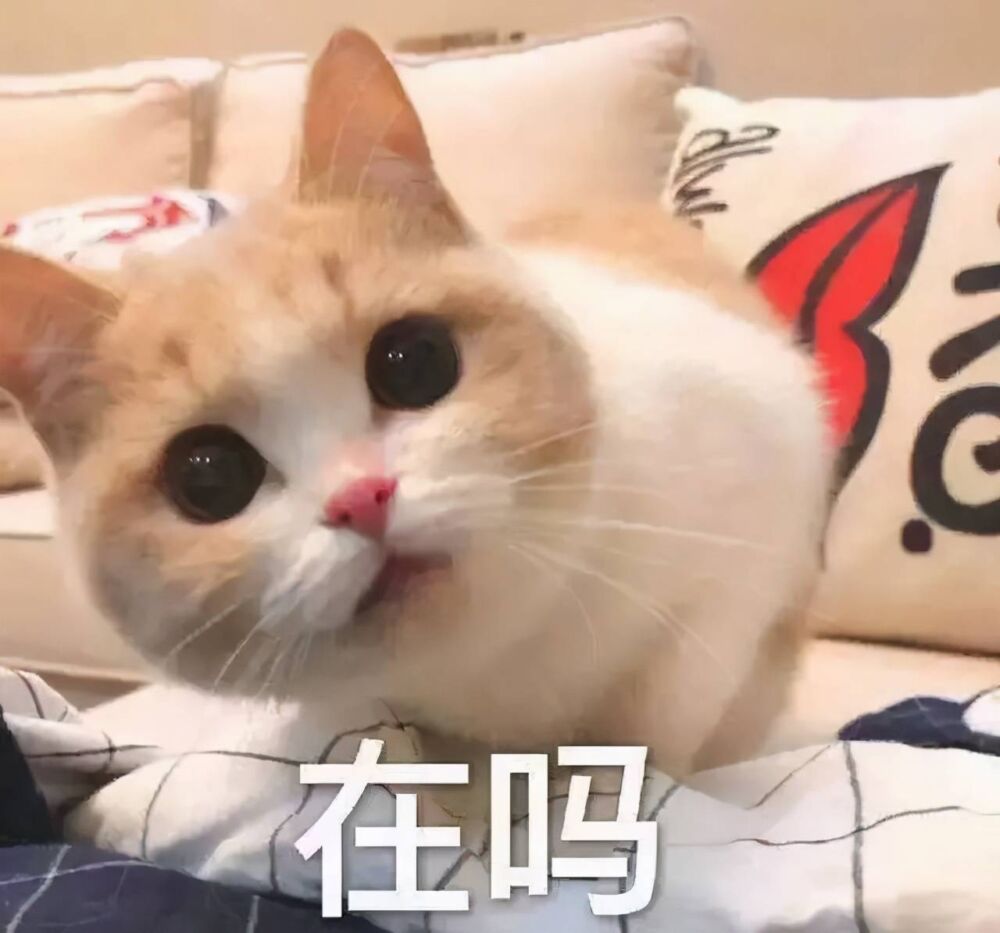 猫咪为什么总是对着你喵喵叫？它其实想告诉你这六件事