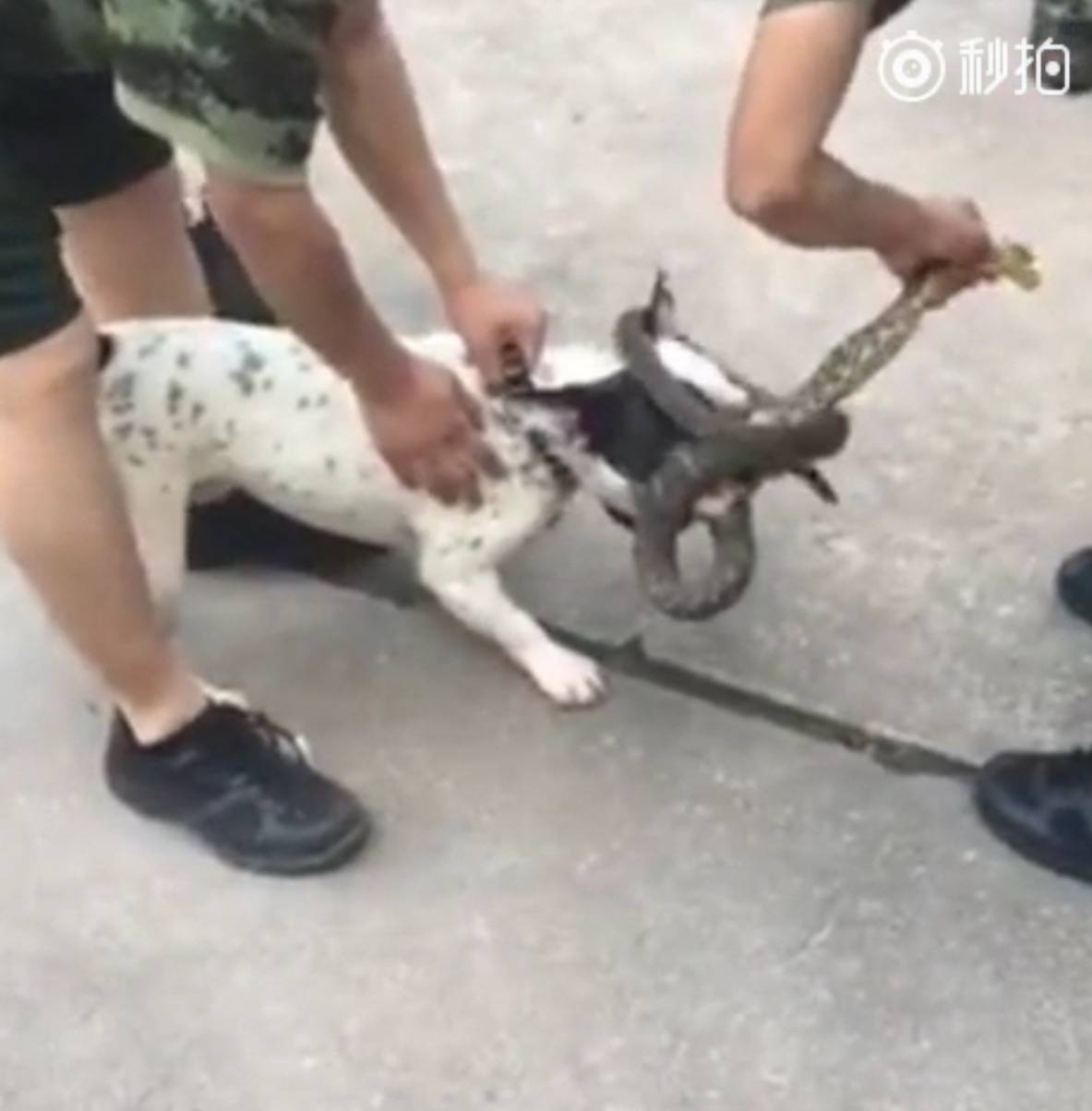 这条狗咬住了一条蛇，用尽各种办法嘴巴怎么都不肯打开。