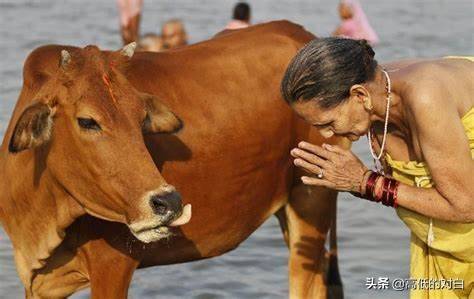 印度教敬牛为神，为何印度是世界牛肉出口第二大国？