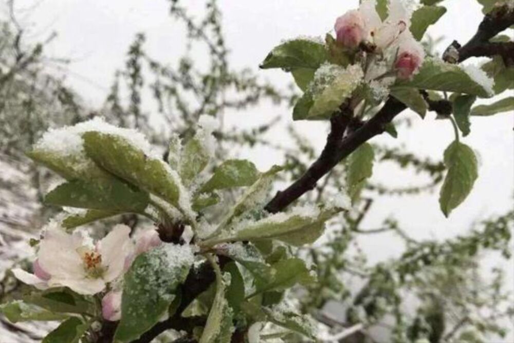 苹果为什么变成了奢侈水果？是有人在炒作，还是囤积居奇惹得祸？