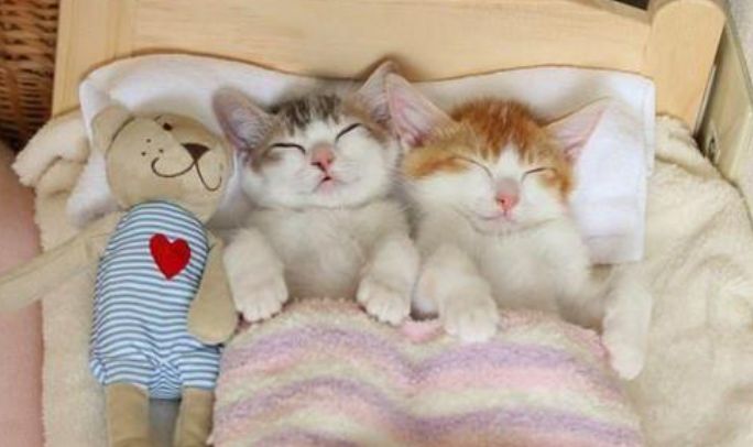 猫咪喜欢和主人“睡觉”，离不开这5个原因