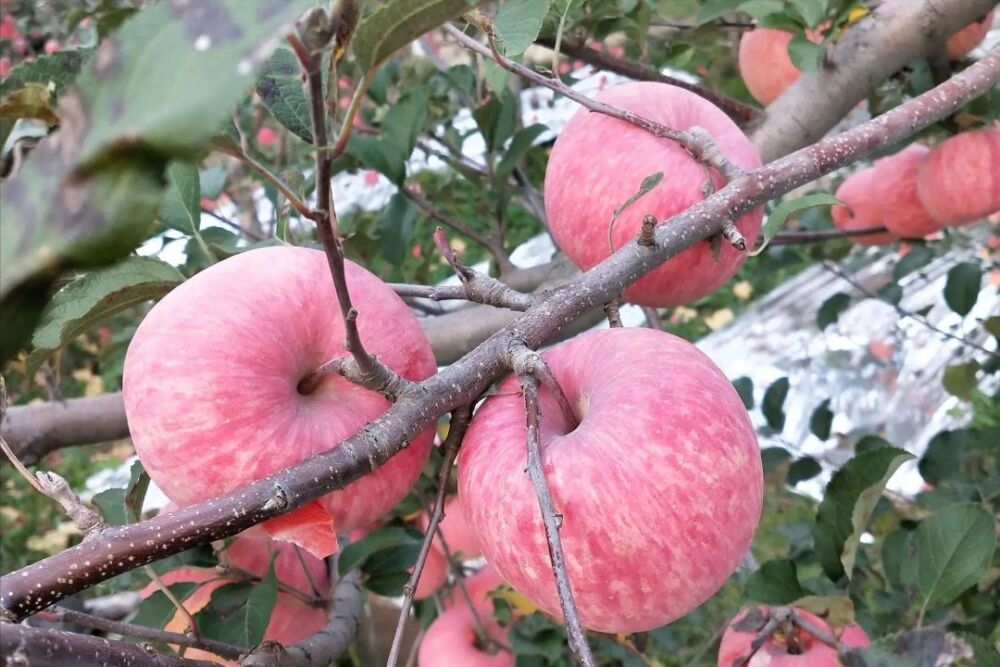 苹果为什么变成了奢侈水果？是有人在炒作，还是囤积居奇惹得祸？