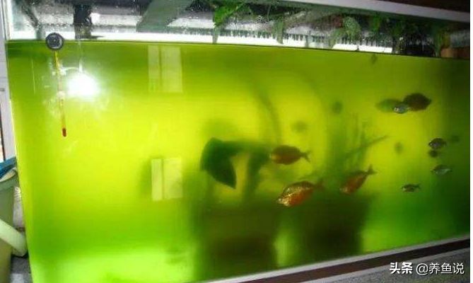 鱼缸绿水咋办？鱼缸绿水形成原因及预防处理攻略，让鱼缸水清鱼靓