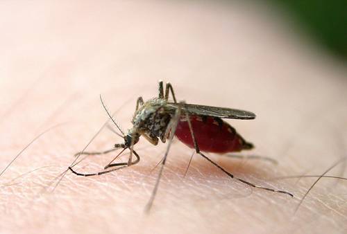 蚊子咬人为什么会痒 蚊子咬人起包怎么止痒消肿