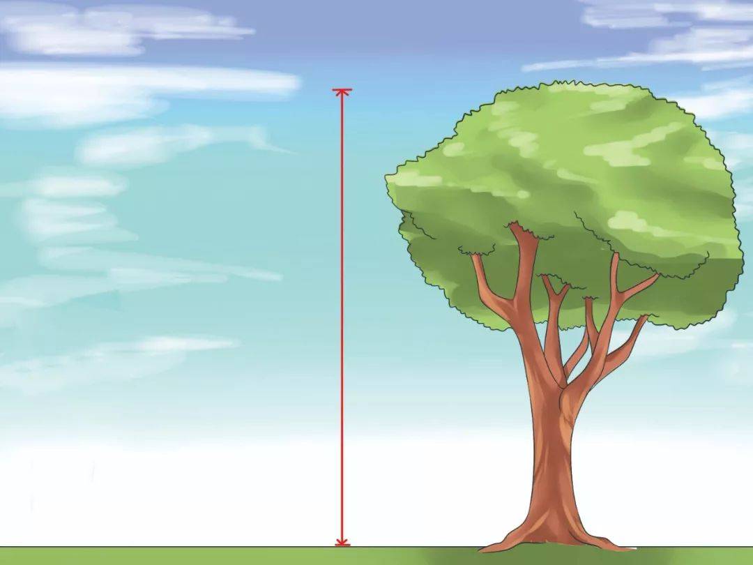 树能无限长高吗？