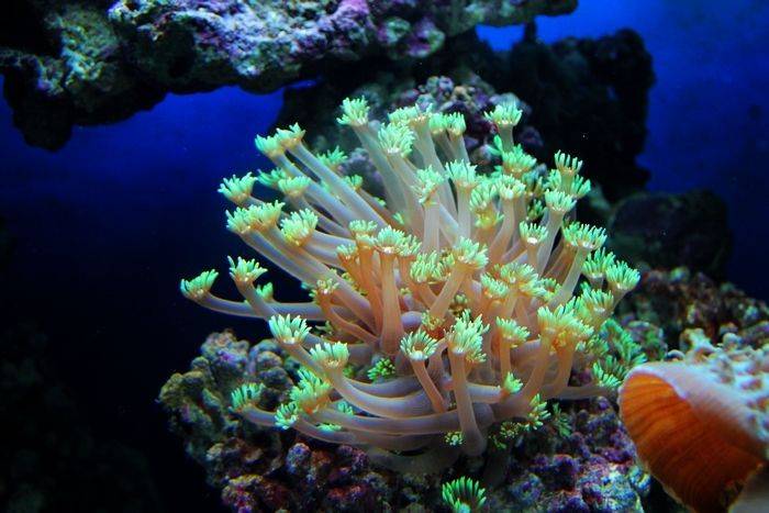 神奇动物：珊瑚不是植物是动物，我们都搞错了？
