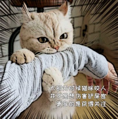 家养猫出现咬人行为，不要马上责骂它，可能背后有这4个原因