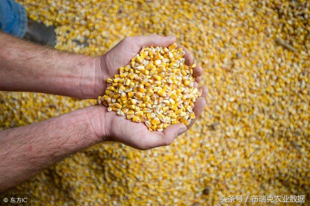 为什么美国玉米价格那么低？