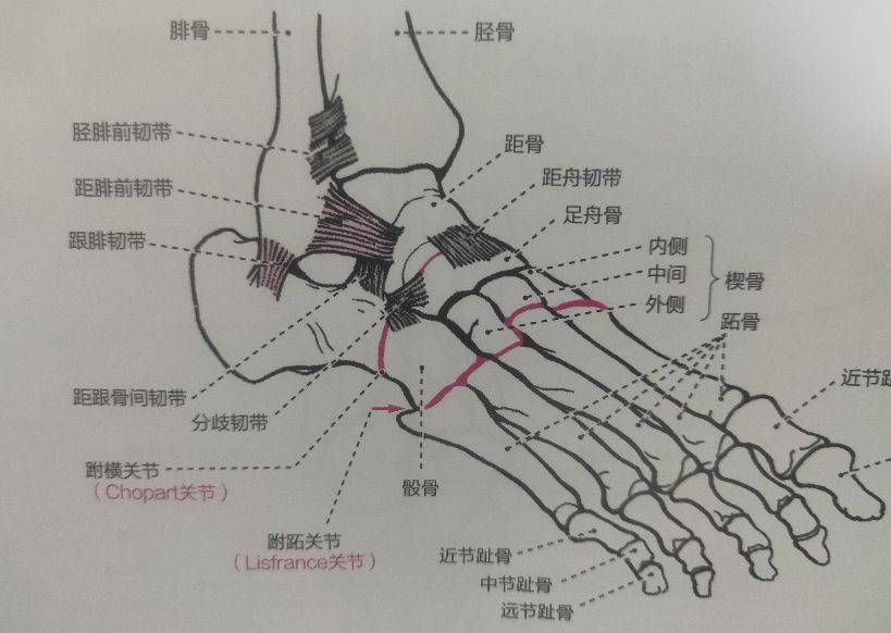 学习《X线读片指南》骨、关节系统——足