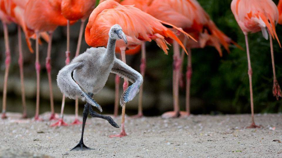 物理学而不是遗传学解释了为什么火烈鸟单腿站立