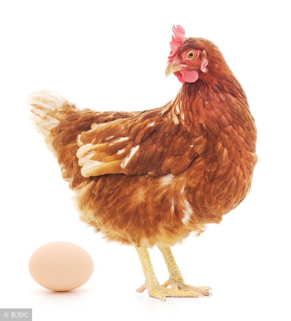 鸡群中有公鸡和没公鸡，母鸡下的蛋一样吗？