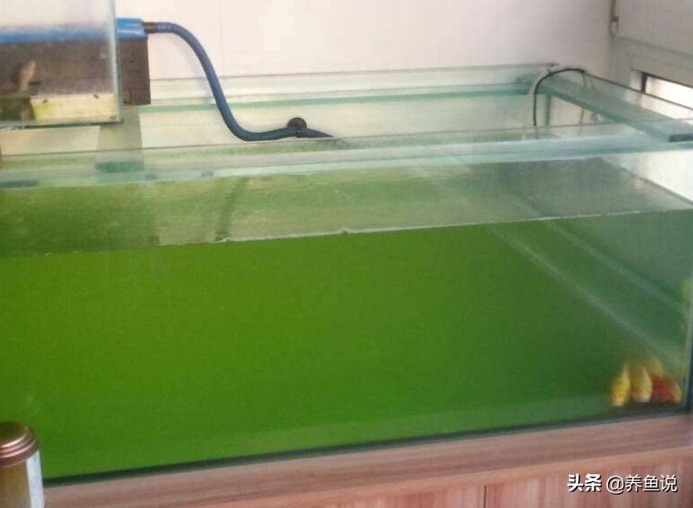 鱼缸绿水咋办？鱼缸绿水形成原因及预防处理攻略，让鱼缸水清鱼靓