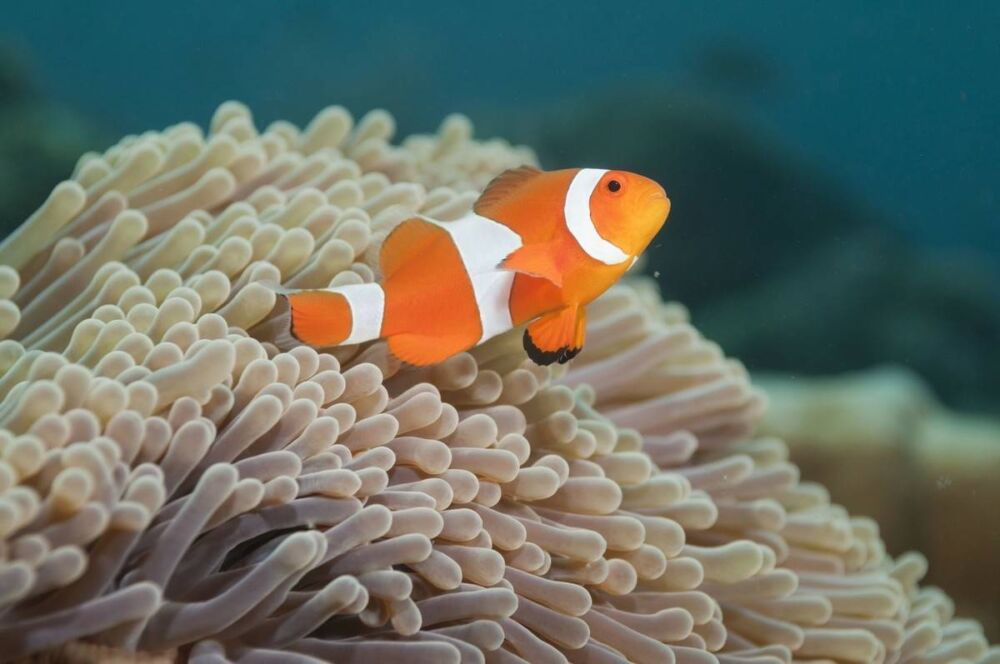神奇动物：珊瑚不是植物是动物，我们都搞错了？