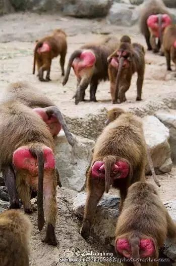 天津动物园的猴屁股为什么变红了？看图片前请做好思想准备