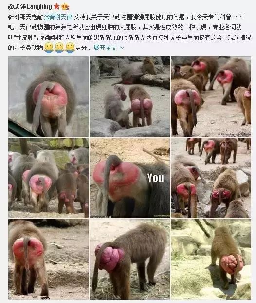 天津动物园的猴屁股为什么变红了？看图片前请做好思想准备