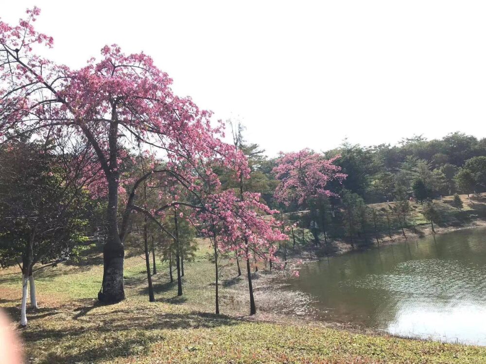 东莞松山湖风景区印象，松湖烟雨、松湖花海、适合骑行、风景又美