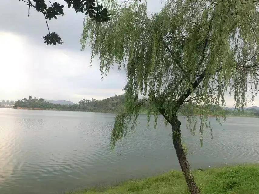 东莞松山湖风景区印象，松湖烟雨、松湖花海、适合骑行、风景又美