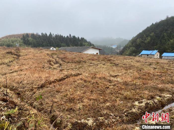 贵州都匀：大山里的“野草”走俏海外大市场