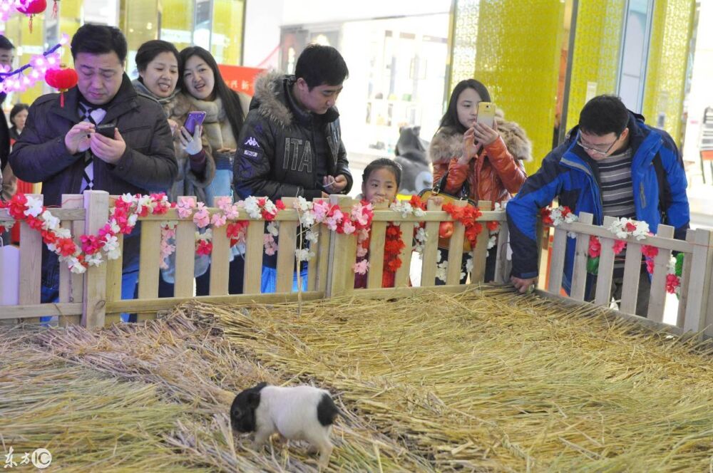 辽宁省沈阳某商场布置小猪乐园，小猪萌翻吸引市民围观挑逗显童趣