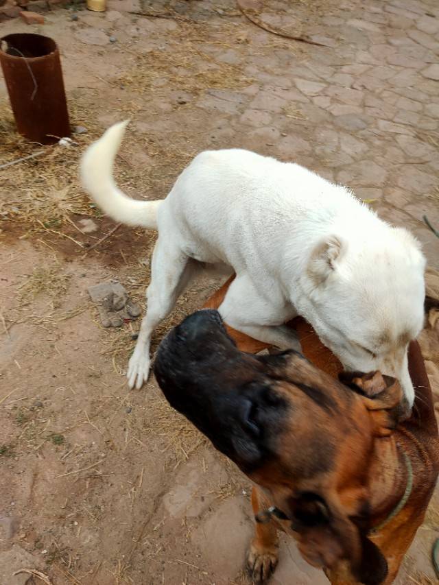 太行山上的中亚牧羊犬