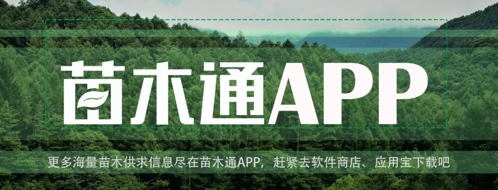 「苗木通新晋会员」四川周先进——走自己的路，做好、卖好自家苗