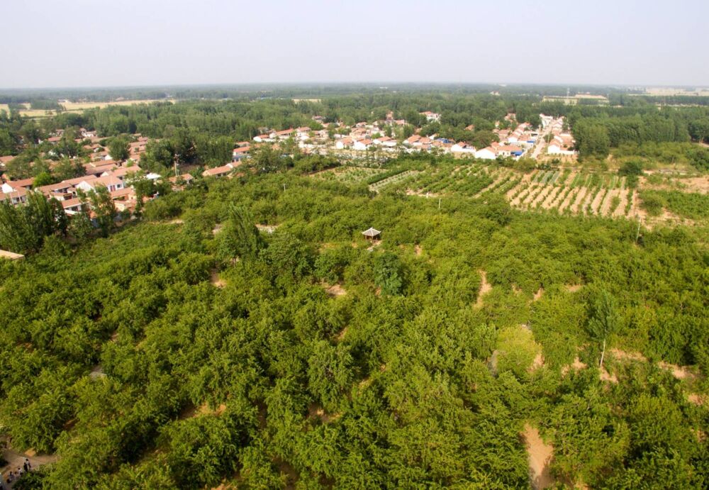 山东夏津黄河故道，这里保留着世界上最完整的古桑树群